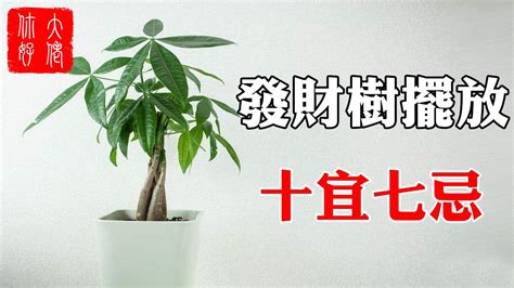 吸財樹風水|發財樹種植｜什麼是發財樹？10 個發財樹種植技巧+新 